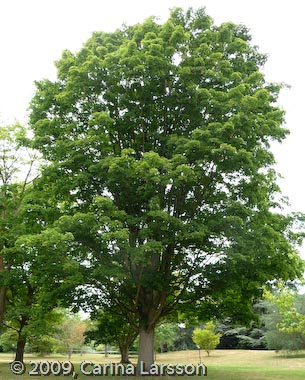 Acer saccharum ssp saccharum